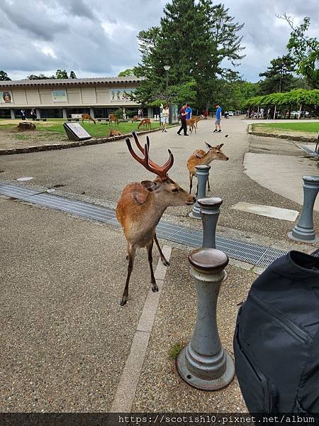 奈良梅花鹿公園 (36).jpg