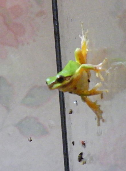 DSCF7271 拷貝.JPG