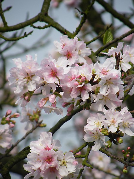 DSCF7643.JPG