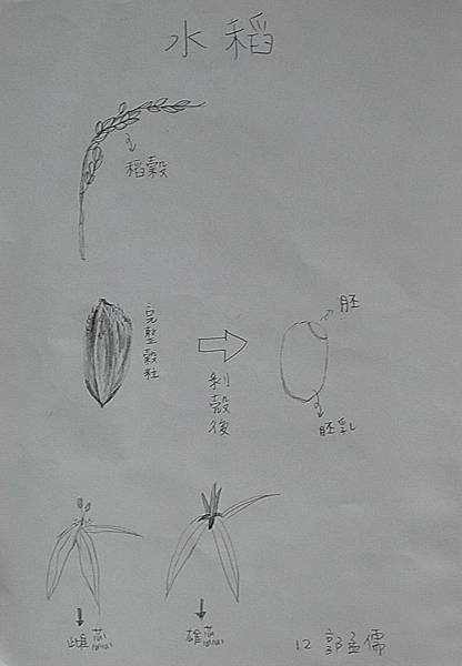 101水稻繪圖B-郭孟儒