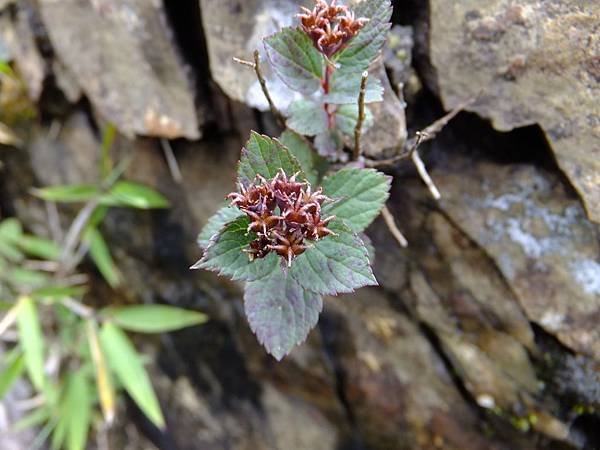 DSCF9088 玉山繡線菊 蓇葖果