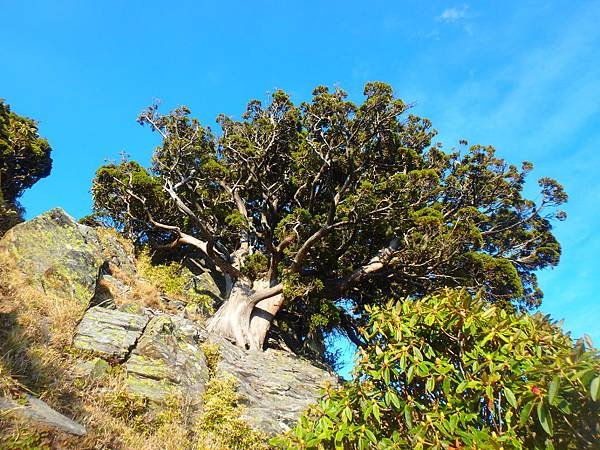 1702 南大水窟名樹.JPG