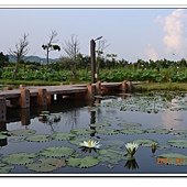 苗栗通霄石蓮園 (36).jpg