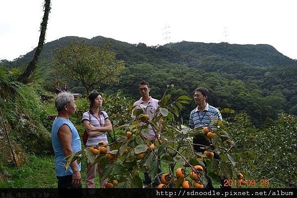 石碇-四結教育休閒農場-甜柿成熟 (10).jpg