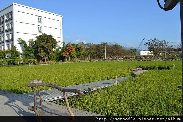 苗栗-山水有機稻場 (22).jpg