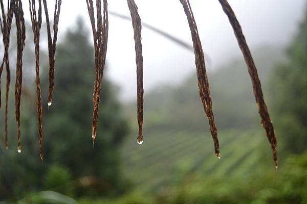 雨中的石碇 (2).jpg