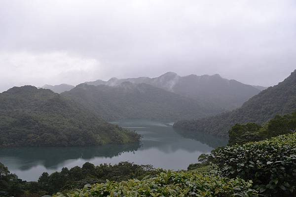 雨中的石碇-八掛茶園.jpg