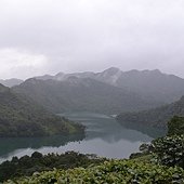 雨中的石碇-八掛茶園.jpg