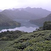 雨中的石碇-八掛茶園 (2).jpg