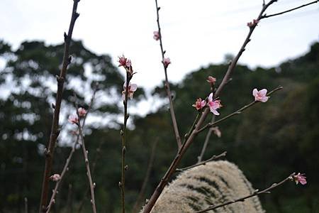 石碇冬天-花.jpg