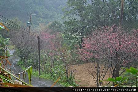 北47-1初開的櫻花 (5).jpg
