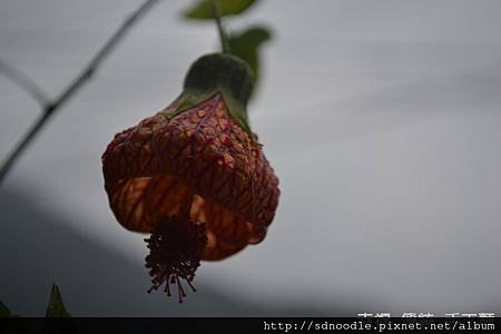 花 (2).jpg