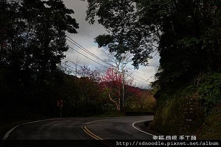 新北市-石碇櫻花北47 (17).jpg