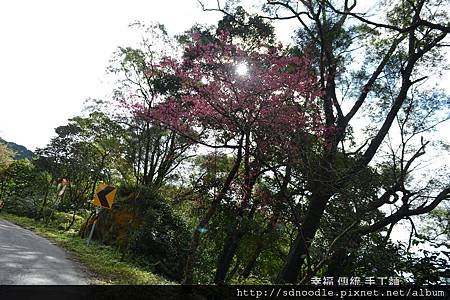 新北市-石碇櫻花北47 (23).jpg