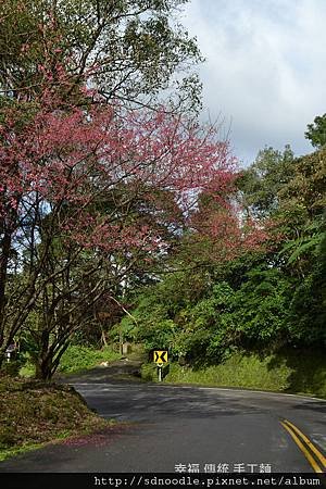 新北市-石碇櫻花北47 (24).jpg