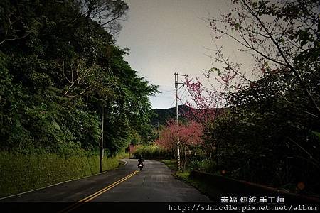 新北市-石碇櫻花北47 (25).jpg