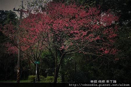 新北市-石碇櫻花北47 (30).jpg