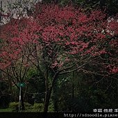 新北市-石碇櫻花北47 (30).jpg