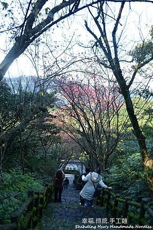 新北市櫻花季-石碇櫻花 (23).jpg