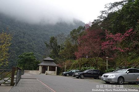 烏來賞櫻花-新北市 (4).jpg