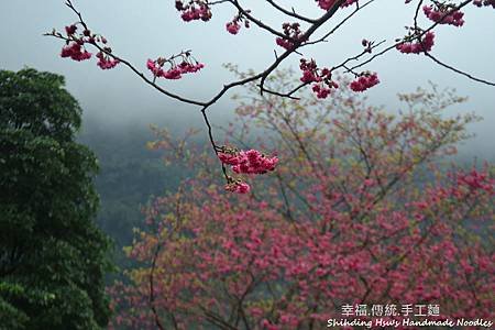 烏來賞櫻花-新北市 (12).jpg