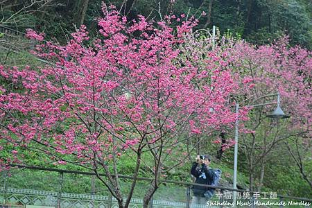 烏來賞櫻花-新北市 (13).jpg