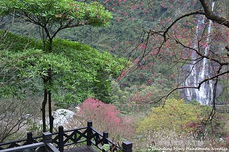 烏來賞櫻花-新北市 (14).jpg