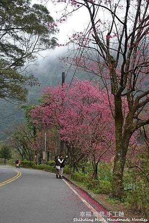 烏來賞櫻花-新北市 (24).jpg