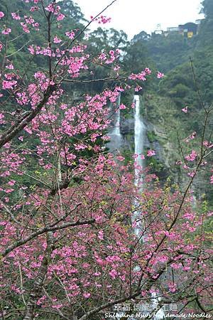 烏來賞櫻花-新北市 (41).jpg