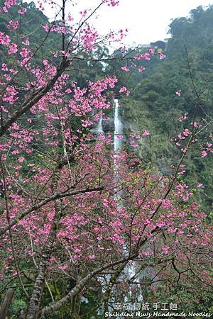 烏來賞櫻花-新北市 (43).jpg