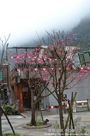 烏來賞櫻花-新北市 (58).jpg