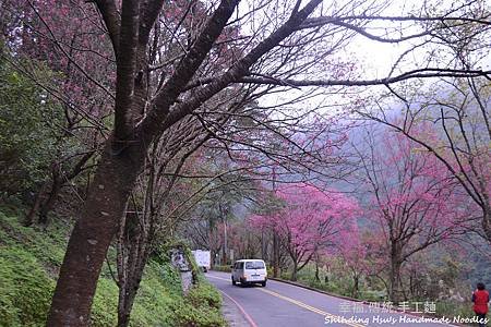 烏來賞櫻花-新北市 (79).jpg