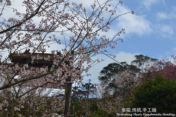 石碇櫻花-無極天明宮 (7)