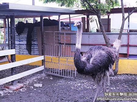 宜蘭幸福20號農場