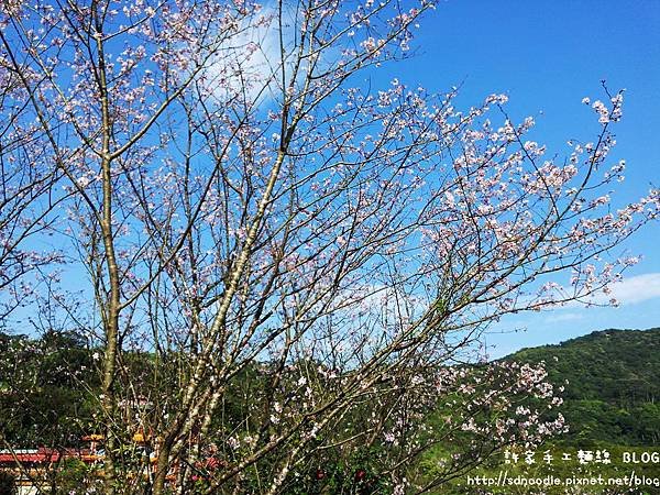 石碇天明宮－吉野櫻/新北市石碇