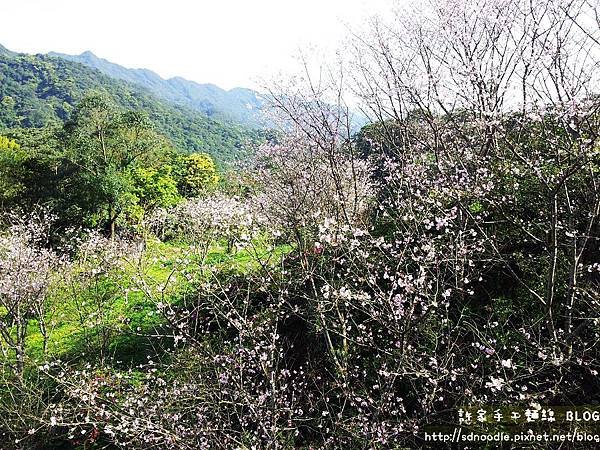 石碇天明宮－吉野櫻/新北市石碇