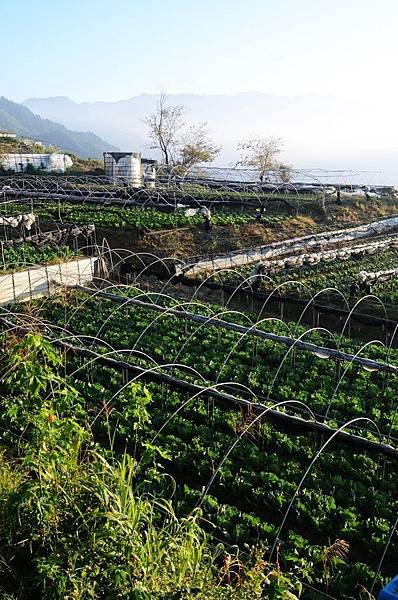 taiwan旅遊/南投清靜/合歡山週邊/