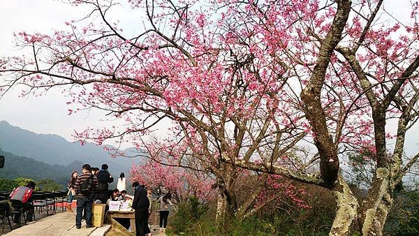 新北櫻花季,石碇苗圃,櫻花小旅行記者會