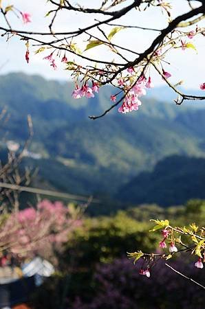 櫻花小旅行 石碇苗圃櫻花