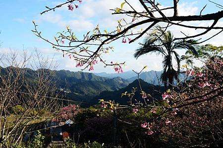 櫻花小旅行 石碇苗圃櫻花