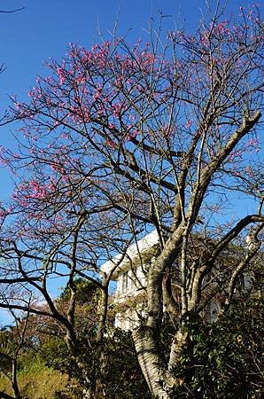 櫻花小旅行 石碇苗圃櫻花