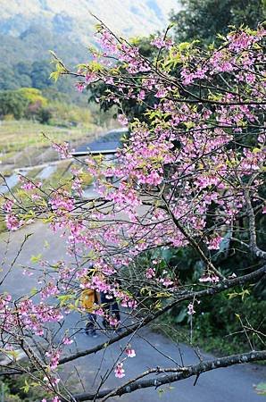 櫻花小旅行 石碇苗圃櫻花