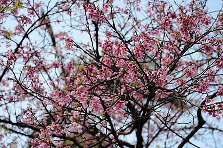 櫻花小旅行 石碇苗圃櫻花