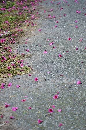 櫻花小旅行 石碇苗圃櫻花