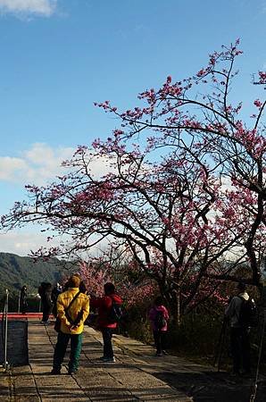 櫻花小旅行 石碇苗圃櫻花