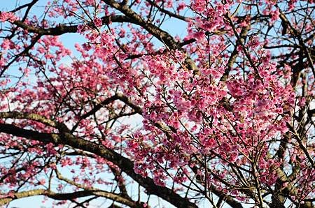 櫻花小旅行 石碇苗圃櫻花