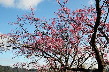 櫻花小旅行 石碇苗圃櫻花