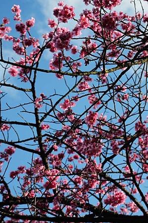 櫻花小旅行 石碇苗圃櫻花