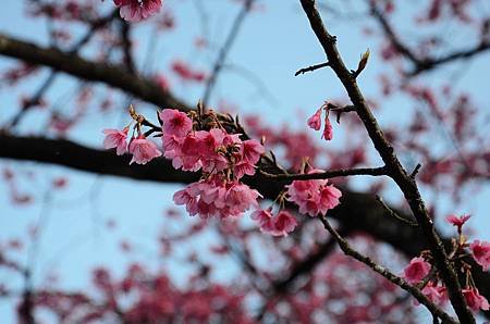 櫻花小旅行 石碇苗圃櫻花