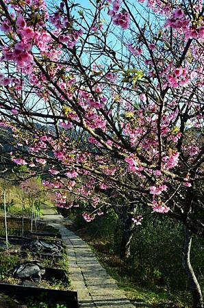 櫻花小旅行 石碇苗圃櫻花